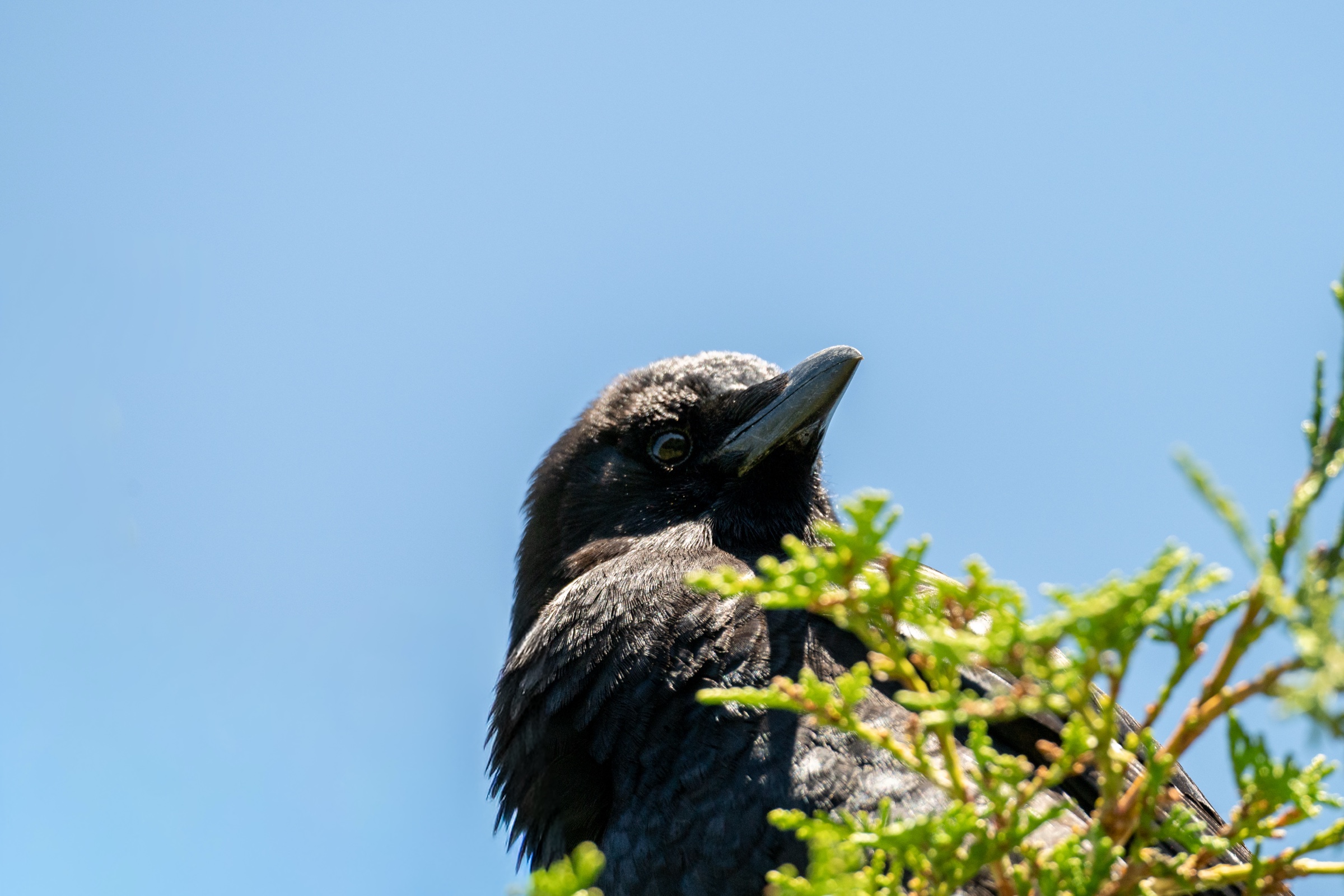 American crow perched in a conifer