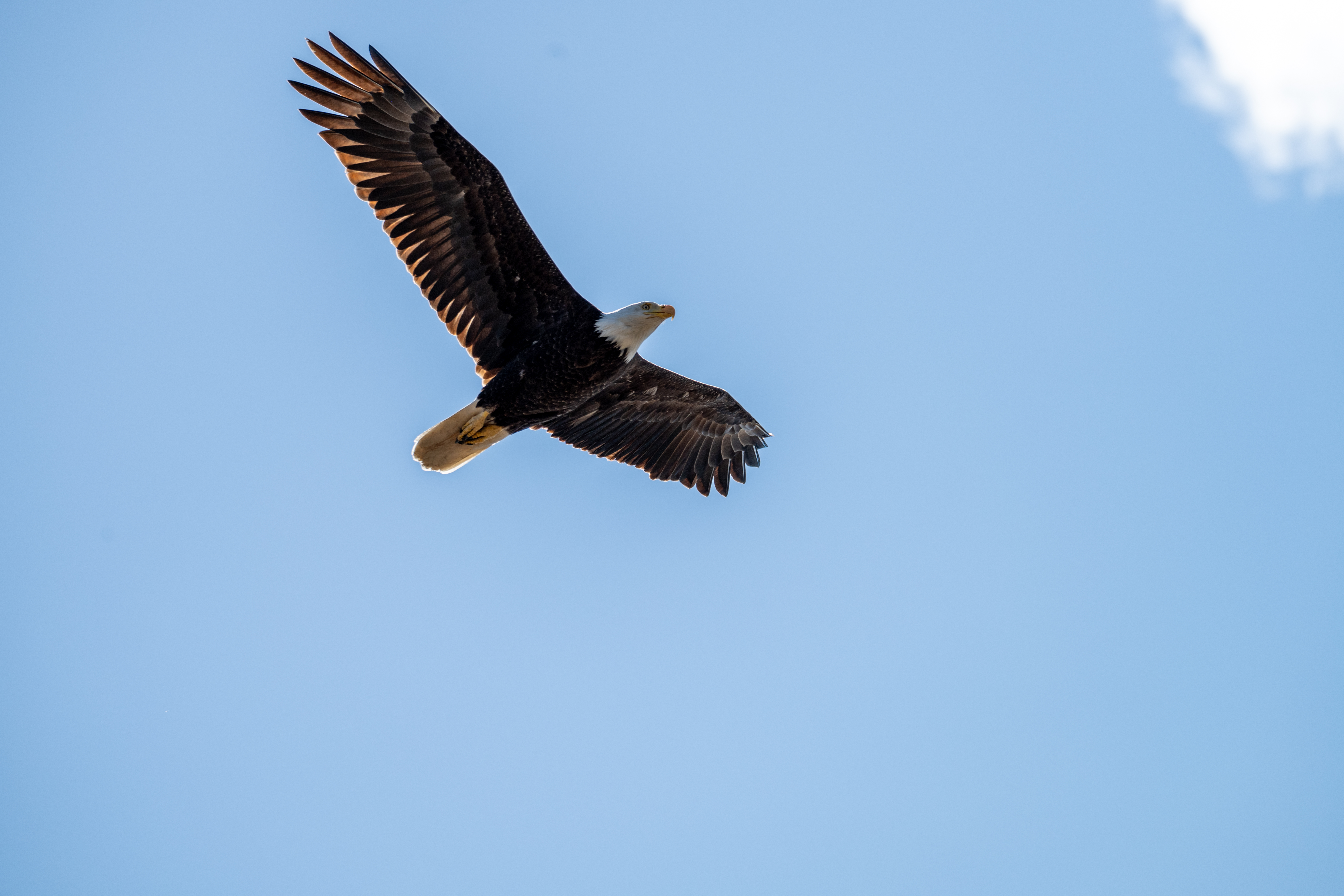 A bald eagle with spread wings soaring