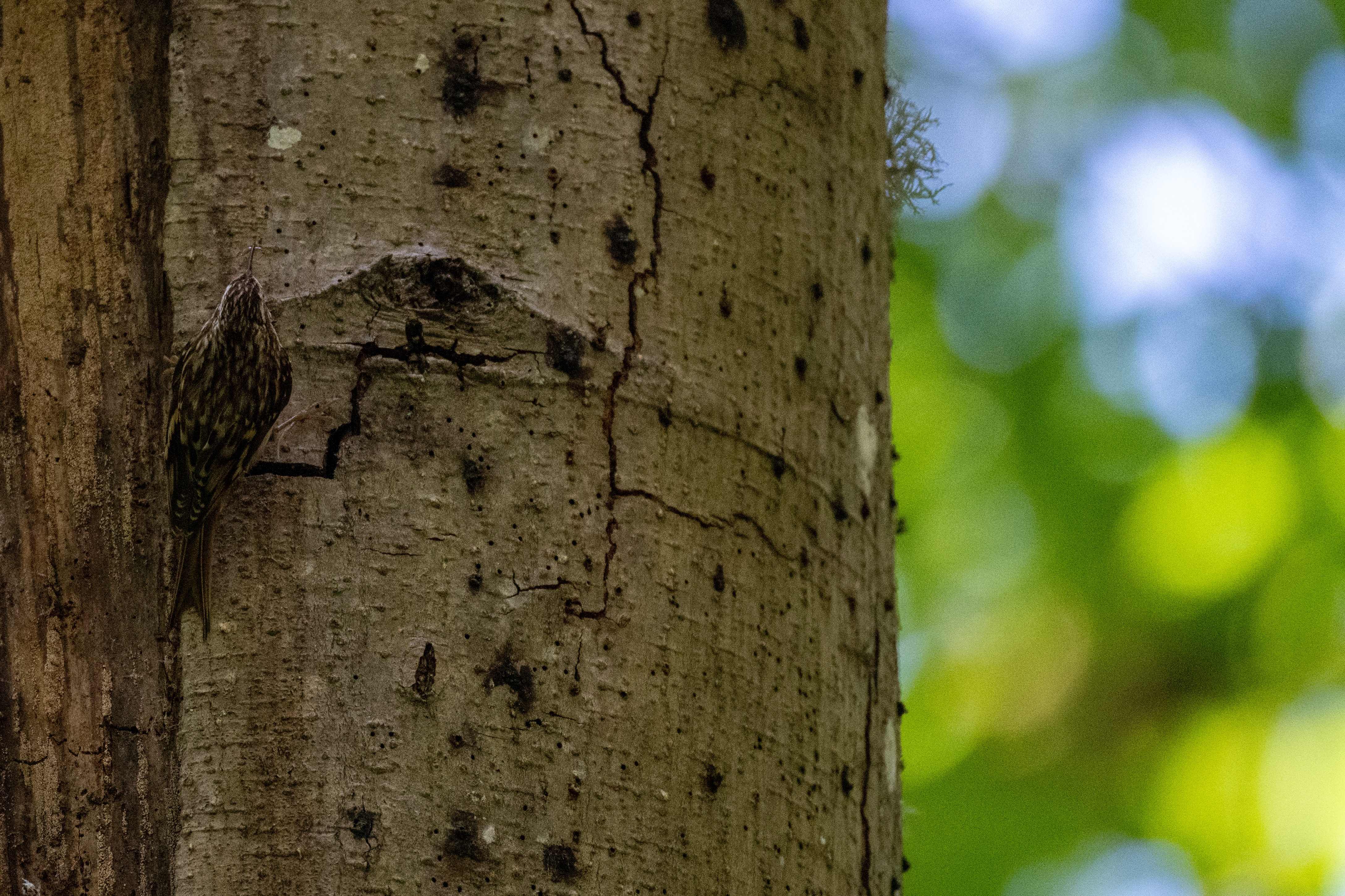 Brown Creeper well camouflaged against a tree
