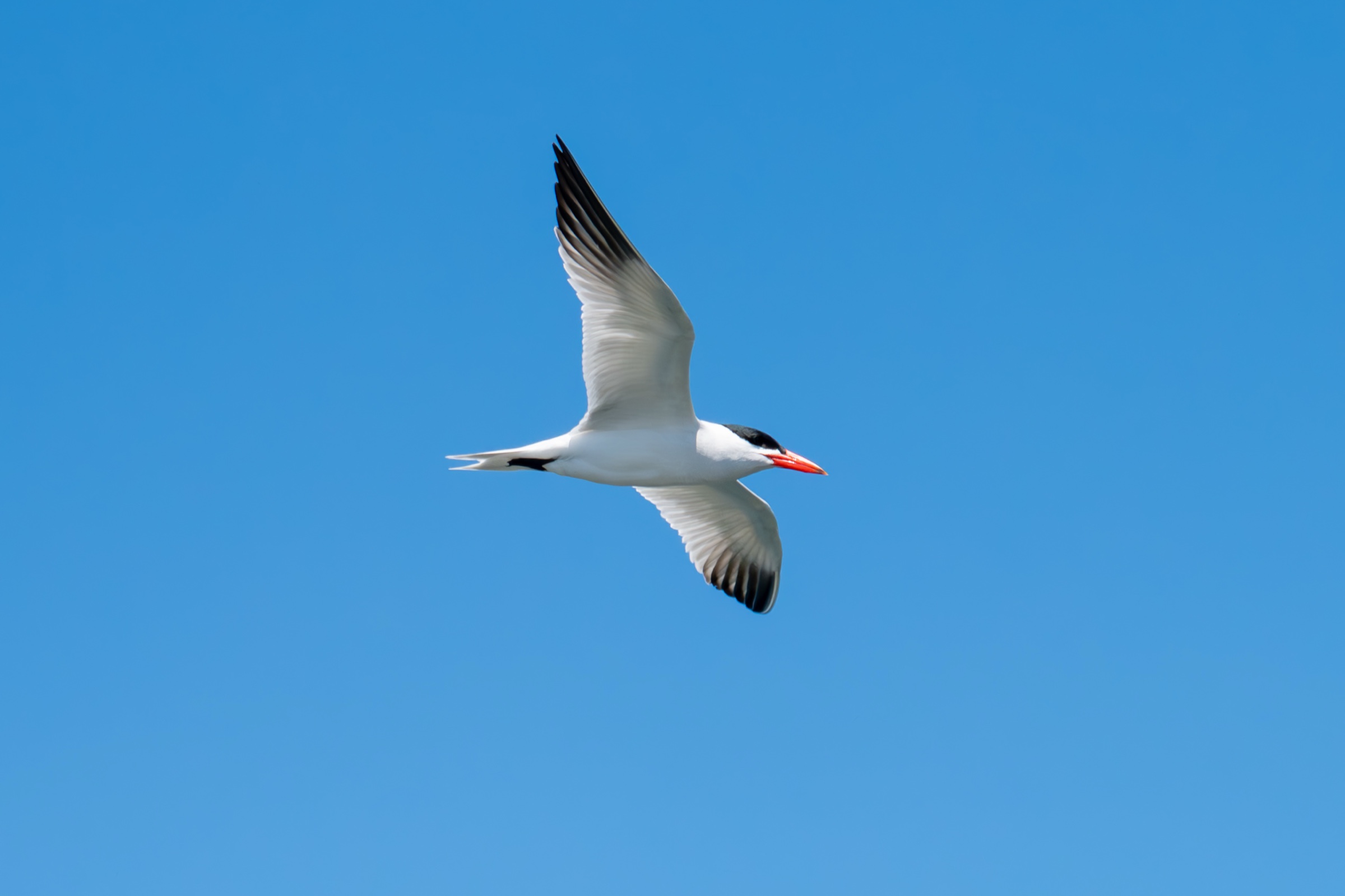 Caspian tern in flight against a clear blue sky