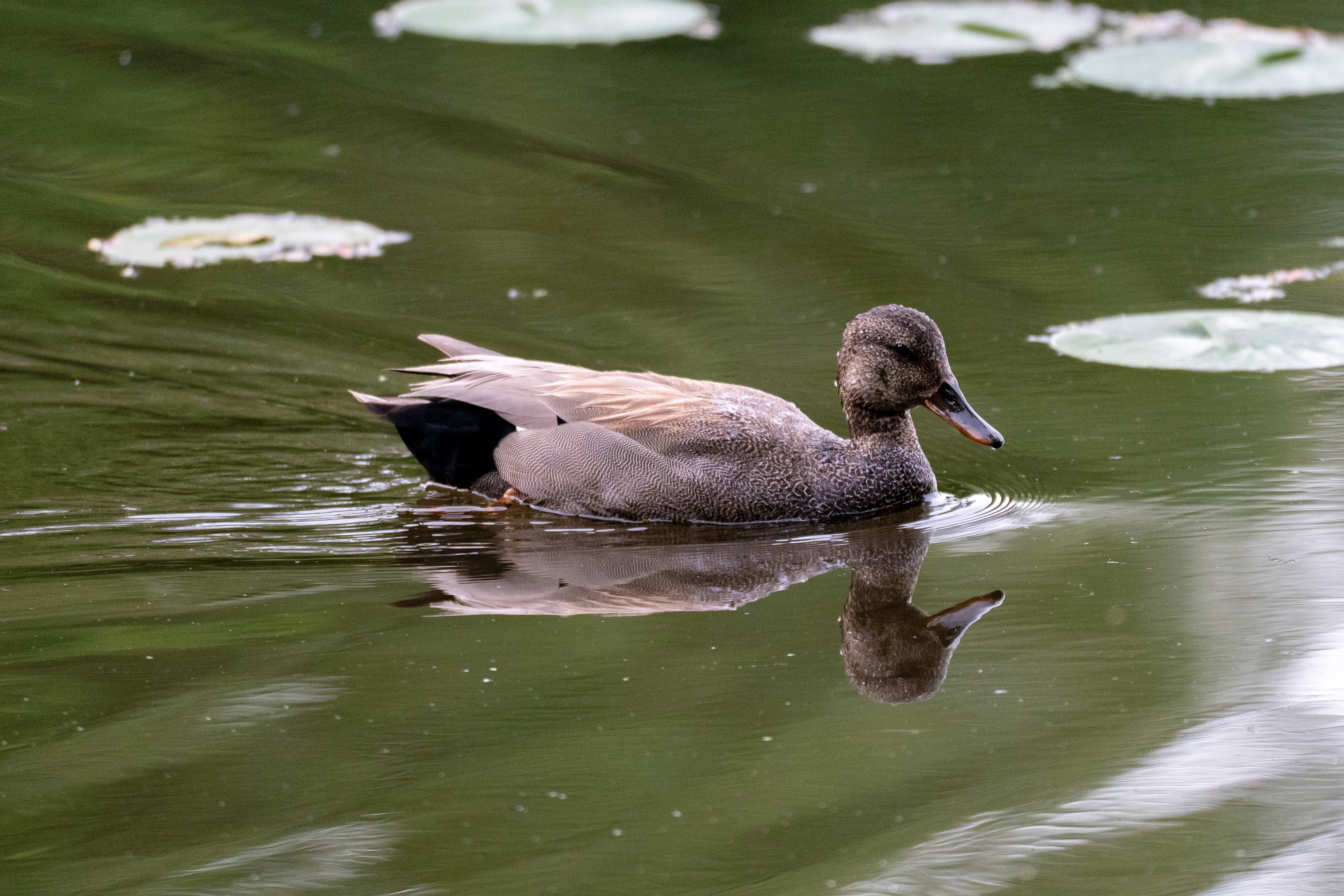 A Gadwall floats along in the water