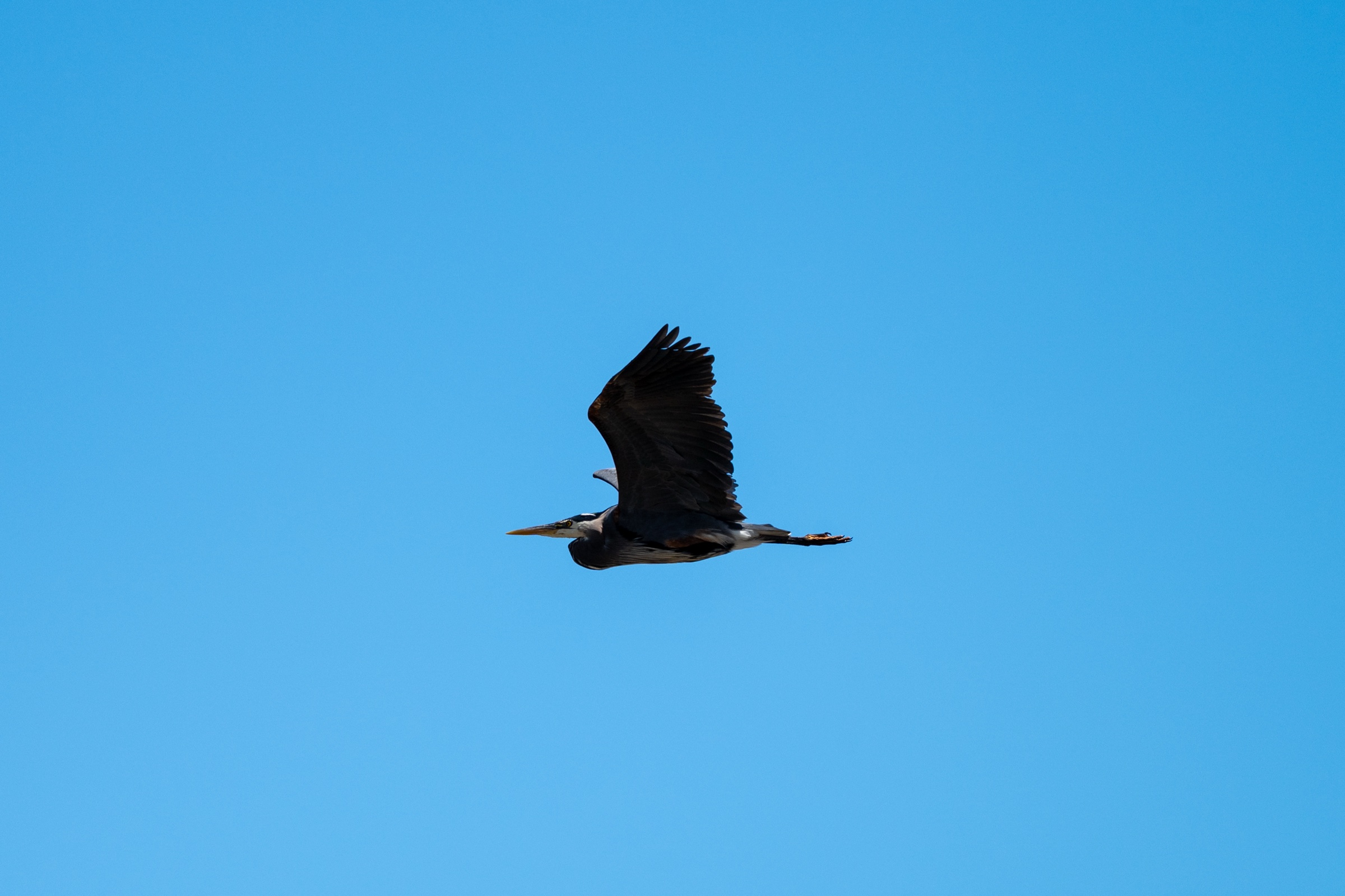 Great blue heron in flight against a clear blue sky