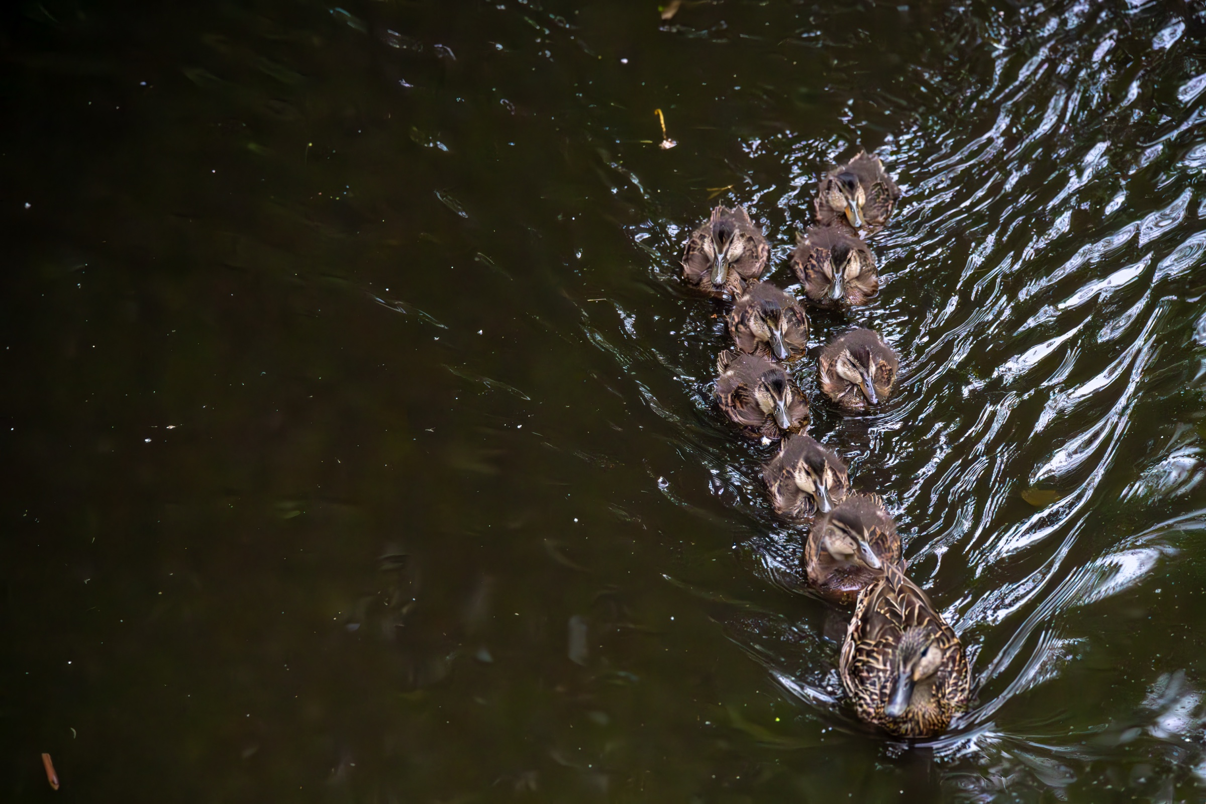 Mallard hen leading a line of ducklings across dark water