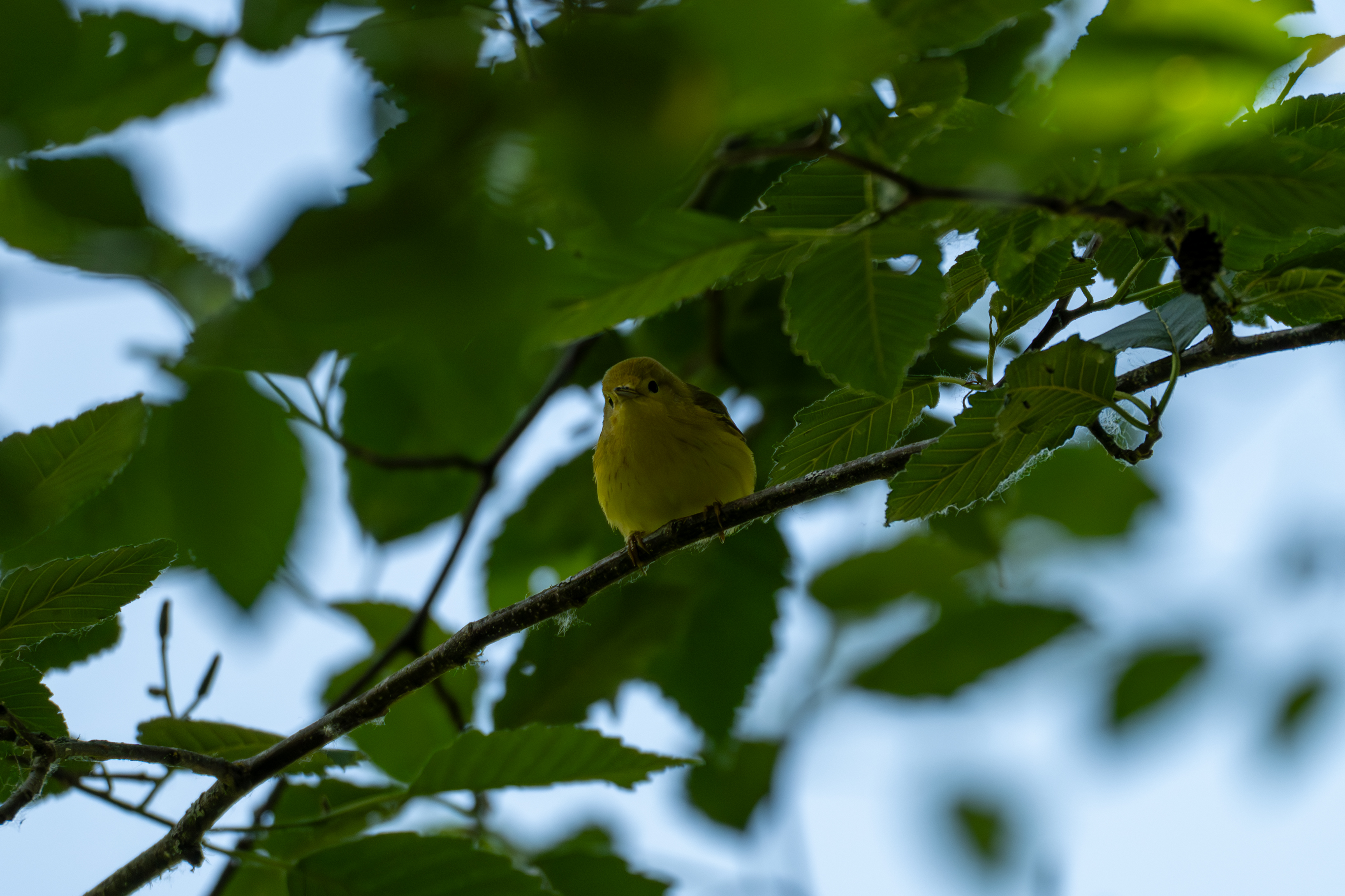 A Yellow Warbler sitting on a tree branch.