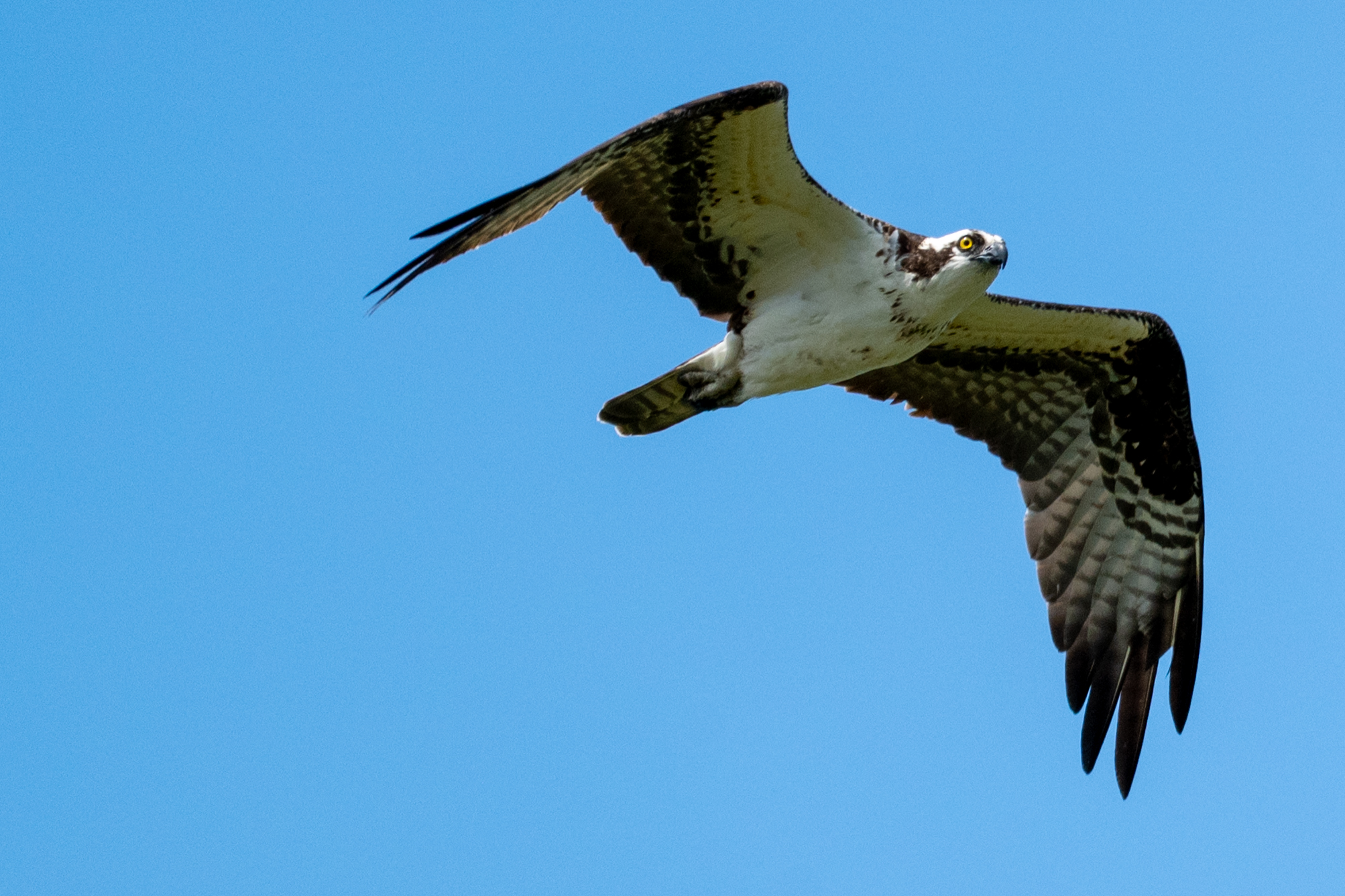Osprey soaring in a blue sky