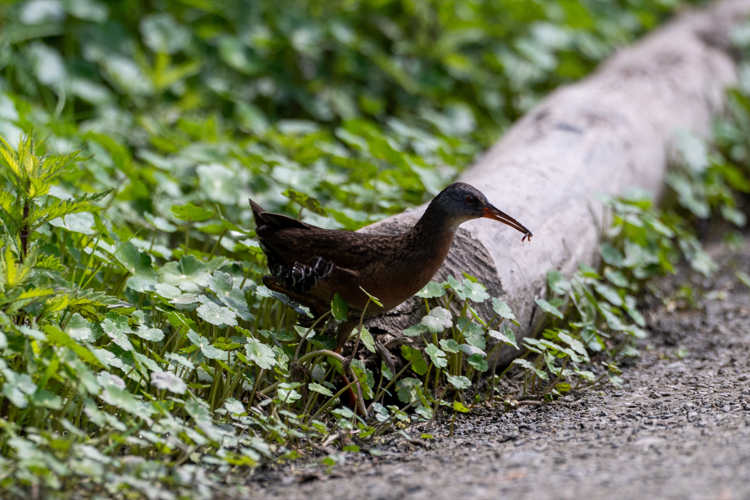 Virginia rail foraging beside a path, prey in its bill